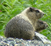 Marmots seen in Hatcher Pass